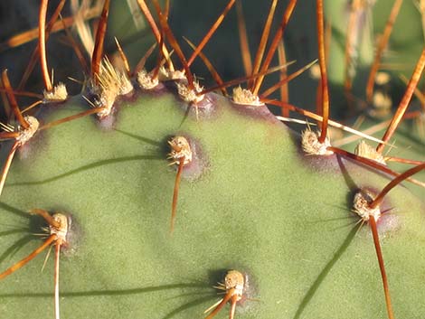 Cactus Apple Pricklypear (Opuntia engelmannii)