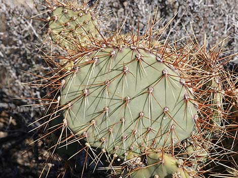 Cactus Apple Pricklypear (Opuntia engelmannii)