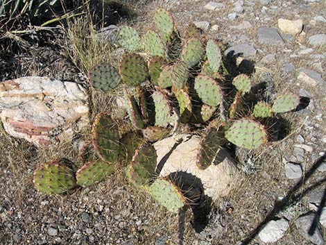 Tulip Pricklypear (Opuntia phaeacantha)