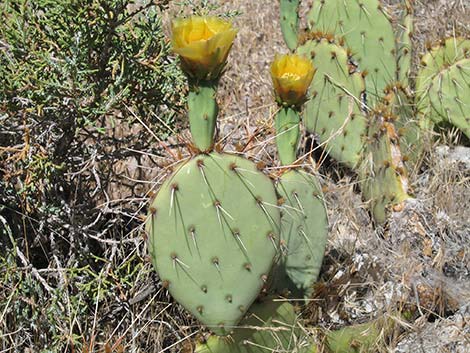 Tulip Pricklypear (Opuntia phaeacantha)