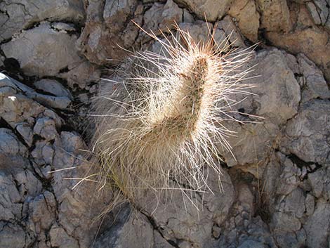 Grizzlybear Cactus (Opuntia polyacantha var. erinacea)