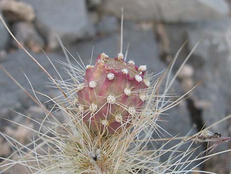 Grizzlybear Cactus (Opuntia polyacantha var. erinacea)