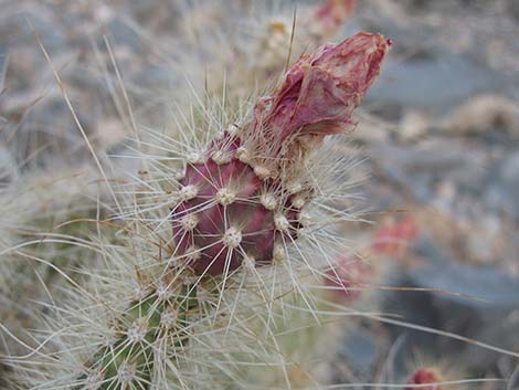 Grizzlybear Cactus (Opuntia polyacantha var. erinacea)