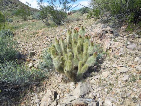 Porcupine Pricklypear (Opuntia polyacantha var. hystricina)