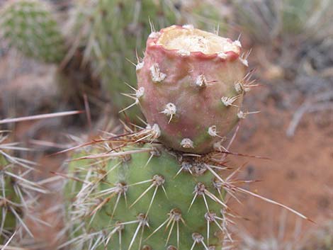 Hairspine Cactus (Opuntia polyacantha var. polyacantha)