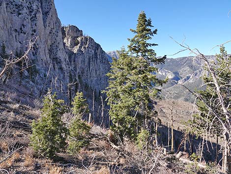 White Fir (Abies concolor)