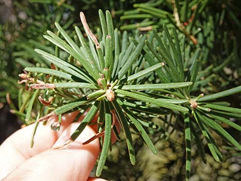 White Fir (Abies concolor)