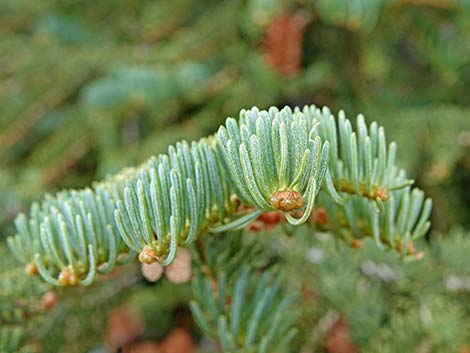 White Fir (Abies concolor)