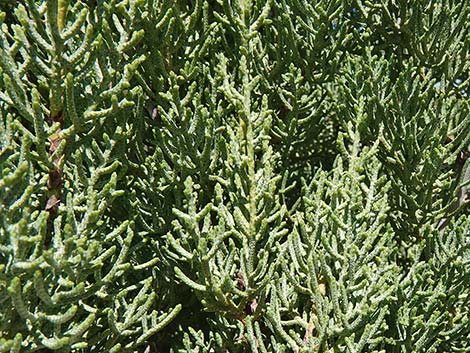 Arizona Cypress (Cupressus arizonica)