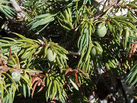 Common Juniper (Juniperus communis)