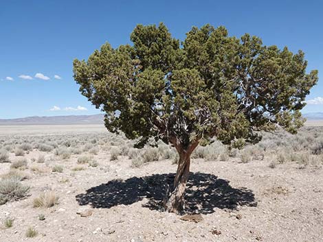 Utah Juniper (Juniperus osteosperma)