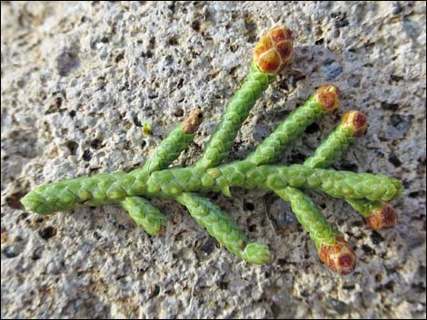 Utah Juniper (Juniperus osteosperma)