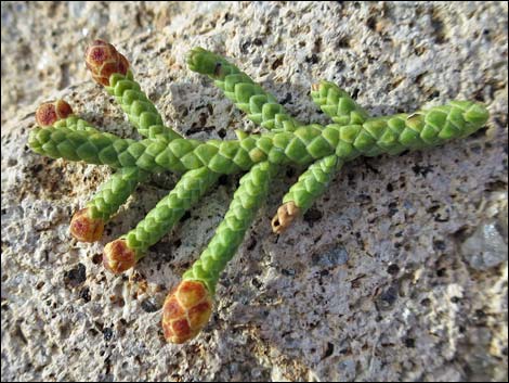 Utah Juniper (Juniperus osteosperma)