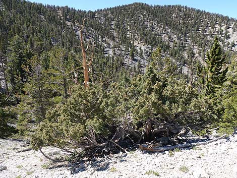 Rocky Mountain Juniper (Juniperus scopulorum)