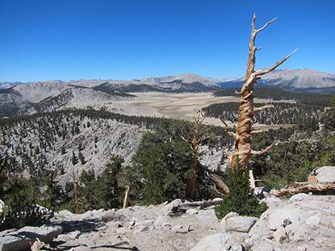 Southern Foxtail Pine (Pinus balfouriana austrina)