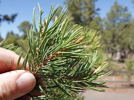 Two-needle Pinyon Pine (Pinus edulis)