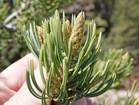 Two-needle Pinyon Pine (Pinus edulis)