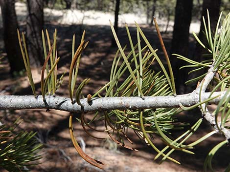 Two-needle Pinyon Pine (Pinus edulis)