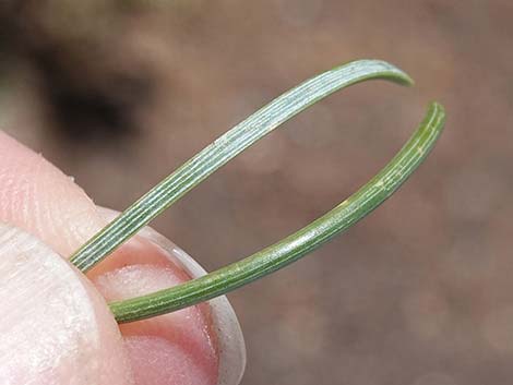 Two-needle Pinyon Pine (Pinus edulis)