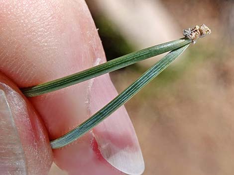 Two-needle Pinyon Pine (Pinus edulis)