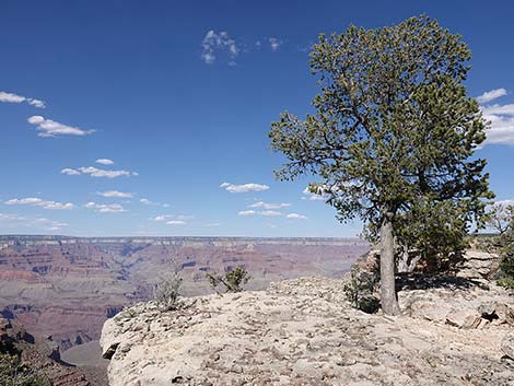 Two-needle Pinyon Pine (Pinus edulis)