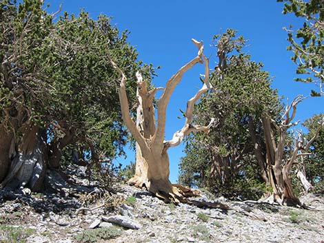 Great Basin Bristlecone Pine (Pinus longaeva)