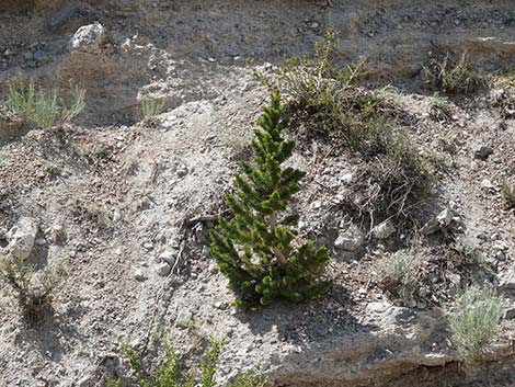 Great Basin Bristlecone Pine (Pinus longaeva)