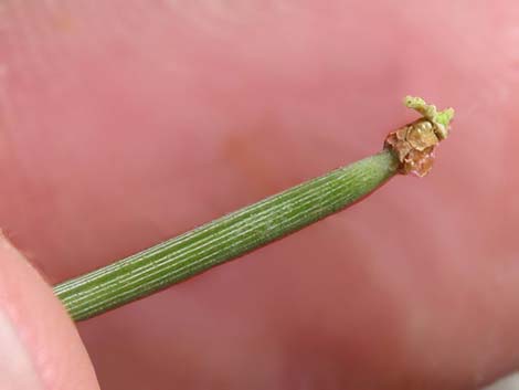 Singleleaf Pinyon Pine (Pinus monophylla)