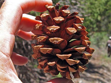 Ponderosa Pine (Pinus ponderosa)