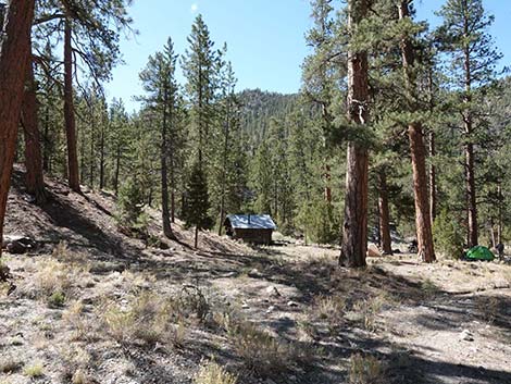 Ponderosa Pine (Pinus ponderosa)