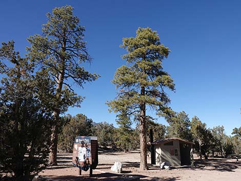 Ponderosa Pine (Pinus ponderosa)