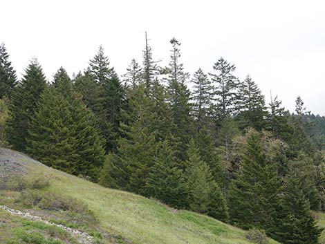 Douglas Fir (Pseudotsuga menziesii)