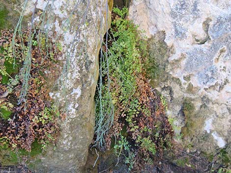 Common Maidenhair Fern (Adiantum capillus-veneris)