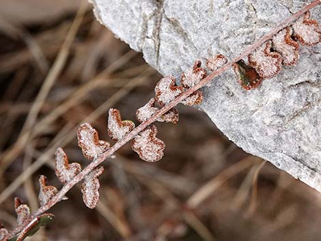 Cochise Scaly Cloak Ferns (Astrolepis cochisensis)