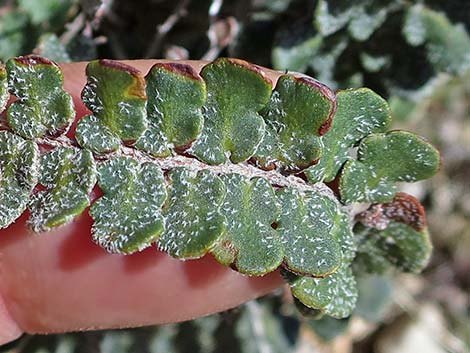 Cochise Scaly Cloak Ferns (Astrolepis cochisensis)