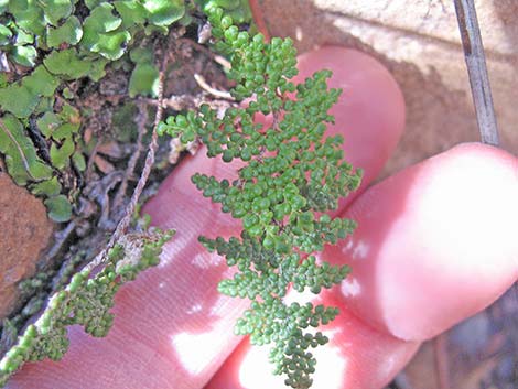 Coville's Lipfern (Cheilanthes covillei)