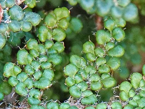 Coville's Lipfern (Cheilanthes covillei)