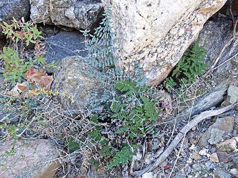 Coville's Lipfern (Cheilanthes covillei)