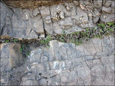 Parry's Lipfern (Cheilanthes parryi)