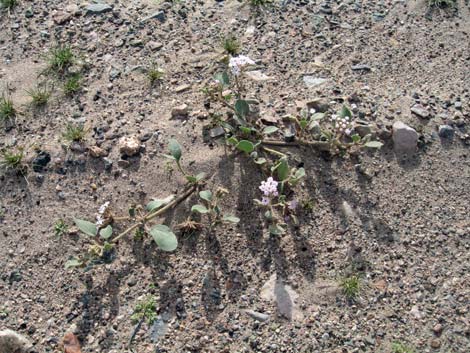 Desert Sand Verbena (Abronia villosa)