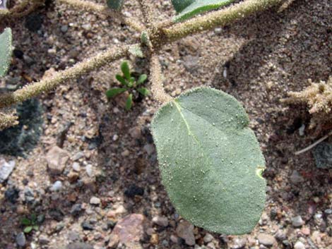 Desert Sand Verbena (Abronia villosa)