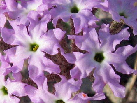 Desert Sand Verbena (Abronia villosa)