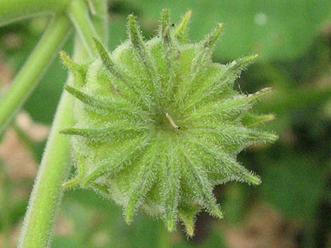 Velvetleaf (Abutilon theophrasti)