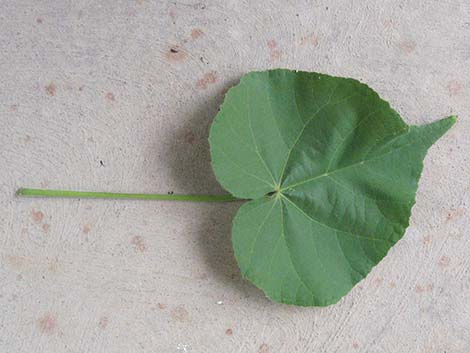 Velvetleaf (Abutilon theophrasti)