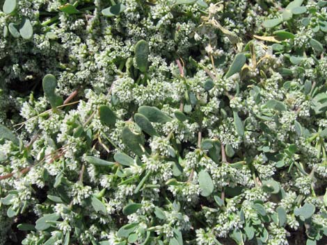 Frost Mat (Achyronychia cooperi)