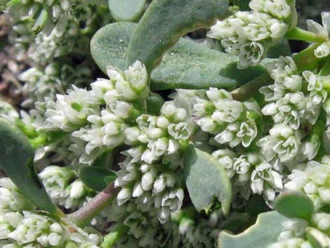 Frost Mat (Achyronychia cooperi)