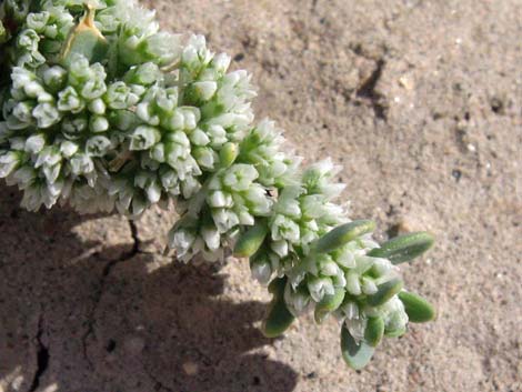 Onyxflower (Achyronychia cooperi)