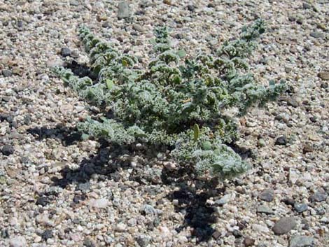 Frost Mat (Achyronychia cooperi)