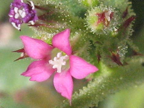 Broadleaf Gilia (Aliciella latifolia)