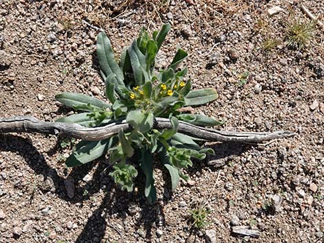 Bristly Fiddleneck (Amsinckia tessellata)